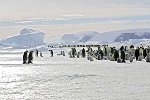 Creche: Emperor Penguin - colony adults and chicks