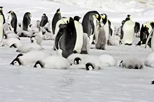Creche: Emperor Penguin - colony of adults and chicks resting