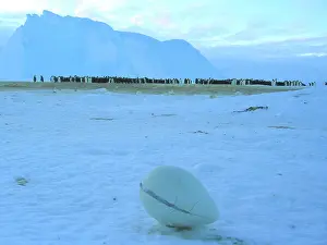 Packed: Emperor Penguin - colony tightly packed in mid-distance