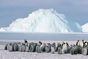 Creche: Emperor Penguin - Creche & Adult