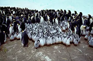 Huddling: Emperor Penguin - Creche & Adult birds