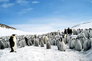 Communities: EMPEROR PENGUIN - creche, adult and young
