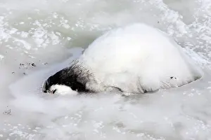 Vunerable: Emperor Penguin - dead frozen chick