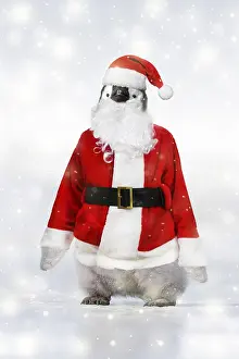 161118: Emperor Penguin, dressed as Father Christmas in winter snow
