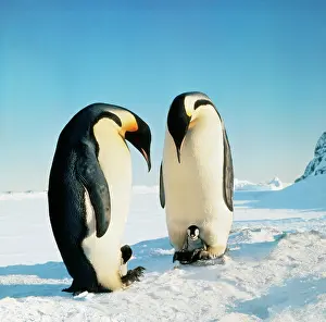 Edwin Mickleburgh: Emperor Penguin - family in snow