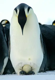 Auscape International: Emperor Penguin - father staring down at egg as