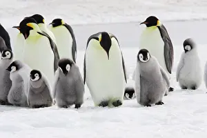 Creche: Emperor Penguin - group of adults and chick