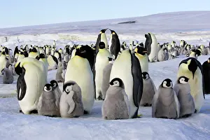 Creche: Emperor Penguin - group of adults and chicks