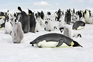 Creche: Emperor Penguin - group of adults and chicks