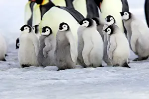 Creche: Emperor Penguin - group of adults and chicks