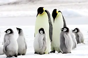 Creche: Emperor Penguin - group of adults and chicks