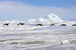 Sliding: Emperor Penguin - group of adults sliding across ice