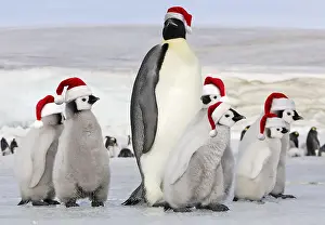 100619: Emperor Penguin - group of chicks and adult wearing