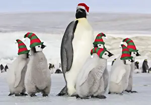 Helper: Emperor Penguin - group of chicks with Elf hats