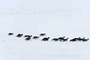Heading: Emperor Penguin - Groups heading to sea to feed