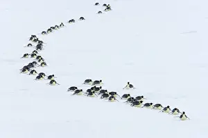 Heading: Emperor Penguin - groups heading to sea to feed
