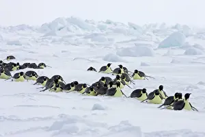 Heading: Emperor Penguin - groups heading to sea to feed