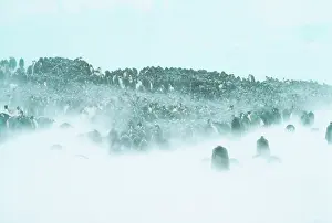 Huddled: Emperor Penguin - huddled in snowstorm