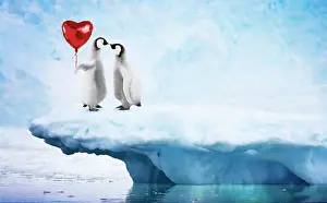 2415: Emperor Penguin on iceberg, kissing holding red