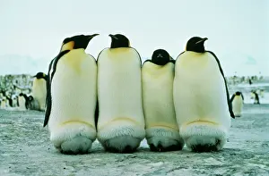 Huddled: Emperor Penguin - Keeping chicks warm