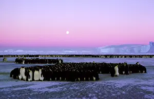 Huddling: Emperor penguin - large group huddling