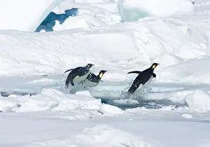 Bills: Emperor Penguin - Three leaping through hole in