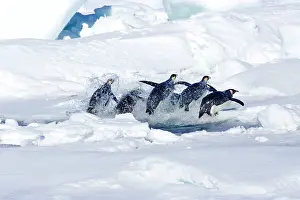 Miles: Emperor Penguin - Leaping out of a hole in sea