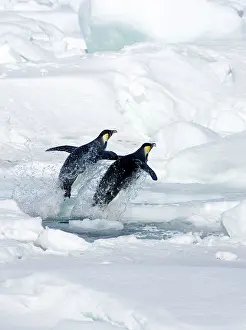 Chris Knights: Emperor Penguin - Two leaping from hole in sea ice