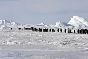 Marching: Emperor Penguin - line of adults walking across ice