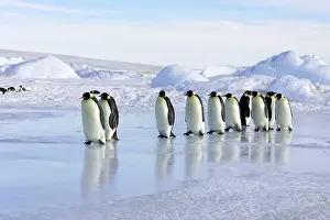 Marching: Emperor Penguin - line of adults walking across ice