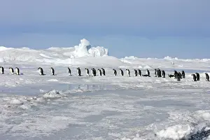 Marching: Emperor Penguin - line of adults walking across ice