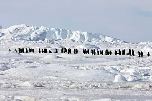 Marching: Emperor Penguin - line of adults walking across ice