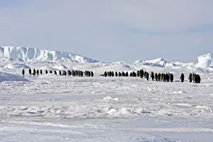 Marching: Emperor Penguin - line of adults walking across ice