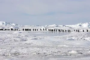 Marching: Emperor Penguin - line of adults walking across ice