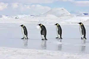 Marching: Emperor Penguin - line of four adults walking across ice