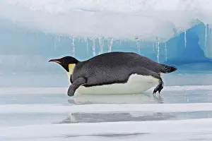 Tobogganing: Emperor Penguin - Lying on belly on ice