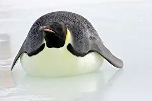 Tobogganing: Emperor Penguin - Lying on belly on ice