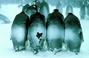 Huddle: Emperor penguin - males brooding eggs. Preliminary