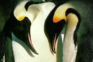 Mutual: Emperor Penguin - mutual bow