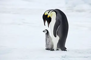 Emperor Penguin - Pair with Chick