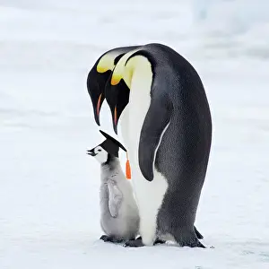 Board: Emperor Penguin - Pair with Chick