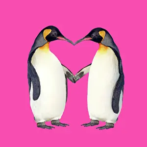 Flipper: Emperor Penguin, pair holding hands creating a heart shape
