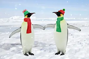 Flippers: Emperor Penguin - pair holding hands wearing Christmas