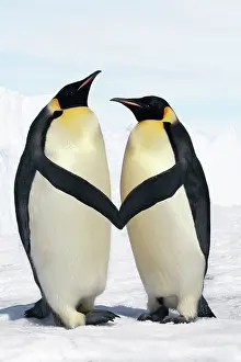 Emperor Penguin - pair holding hands / wings