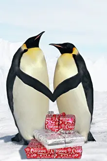 Presents: Emperor Penguin - pair holding hands / wings