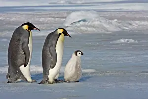 Stepping: Emperor Penguin - Pair stepping out with chick