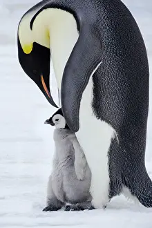 Touching: Emperor Penguin - Parent with Young Chick