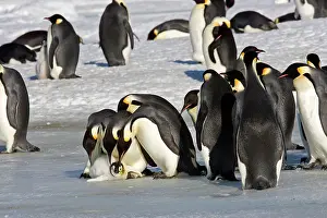 Attempt: Emperor Penguin - Parents and other adults looking