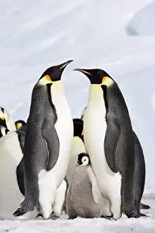 Proud: Emperor Penguin - Two proud parents with chick