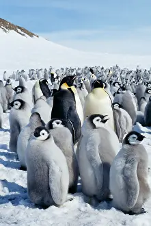 Creche: Emperor Penguin - rookery